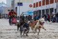 2016 Dog Sled Races