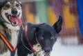 Open World Championship Sled Dog Races